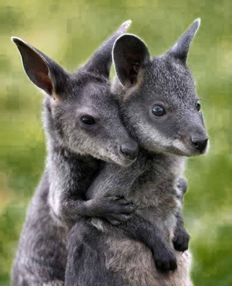 Kangaroos - Affectionate 01