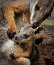 Kangaroos - Babies and mom ]004