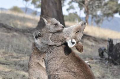Kangaroos - Babies and mom ]005