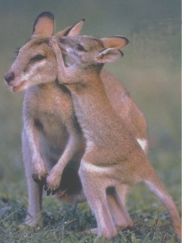 Kangaroos - Babies and mom ]006