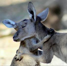 Kangaroos - Babies and mom ]007