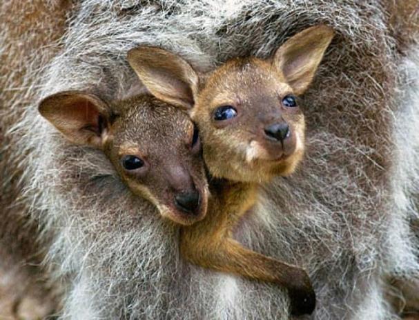 Kangaroos - Babies and mom ]008