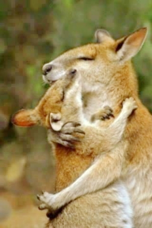 Kangaroos - Babies and mom ]010
