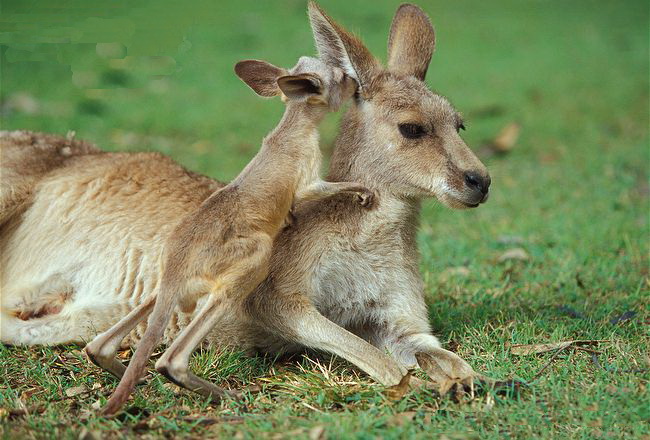 Kangaroos - Babies and mom ]017
