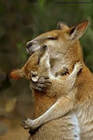 Kangaroos - Babies and mom ]018