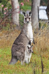 Kangaroos - Babies and mom ]021