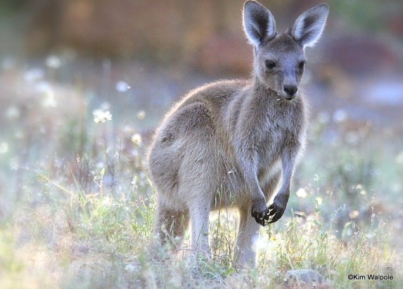 Kangaroos - Babies and young 02
