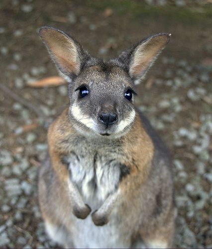 Kangaroos - Babies and young 04