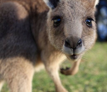 Kangaroos - Babies and young 05