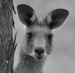 Kangaroos - Babies and young 07