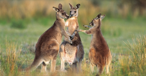 Kangaroos - Crowd or mob 002