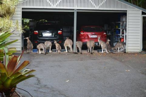 Kangaroos - Crowd or mob 003