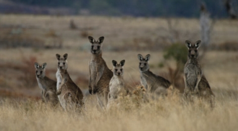 Kangaroos - Crowd or mob 004