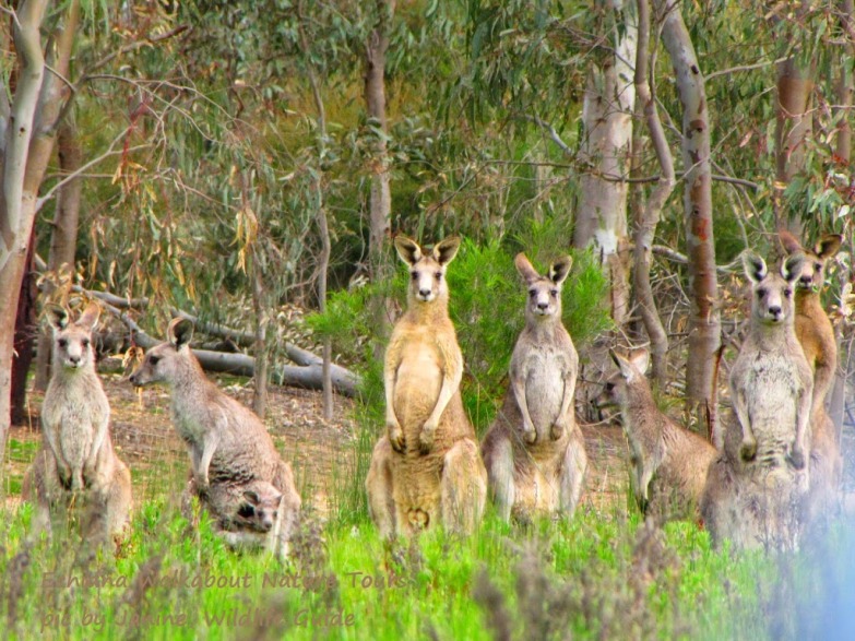 Kangaroos - Crowd or mob 005
