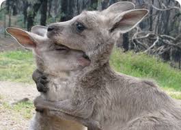 Kangaroos - Cute 001