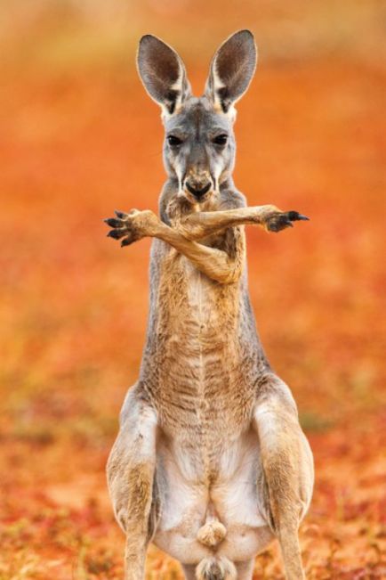 Kangaroos - Cute 003
