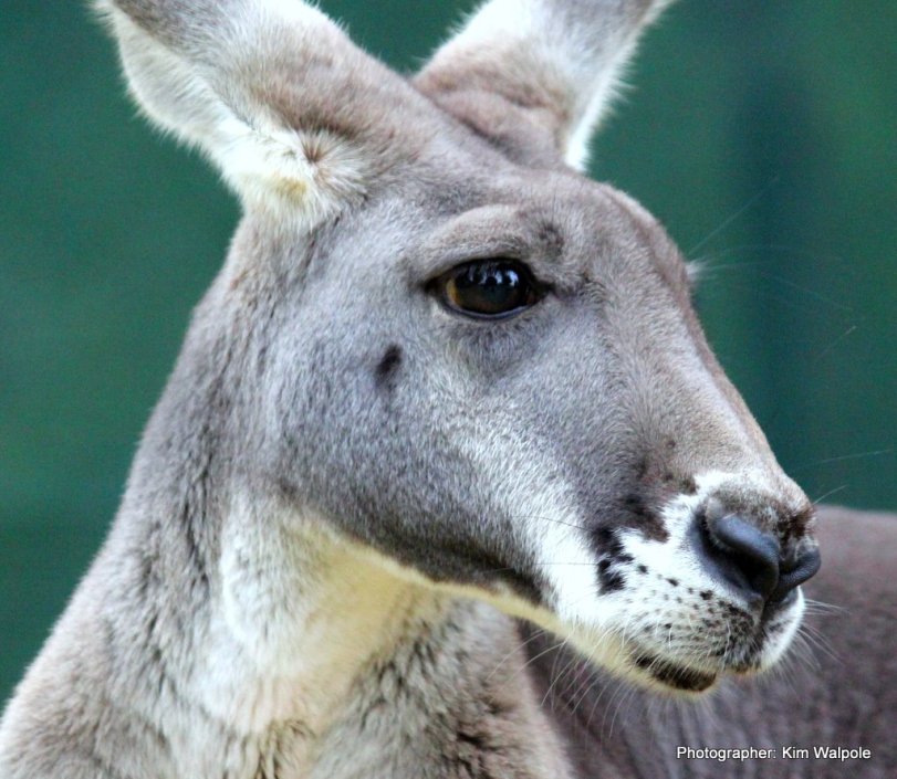 Kangaroos - Cute 004