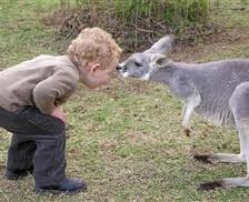 Kangaroos - Human 01