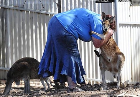 Kangaroos - Human 03