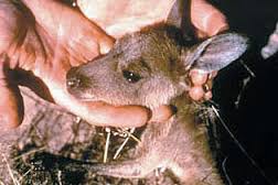 Kangaroos - Human 06