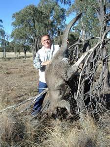 Kangaroos - Hunted 004