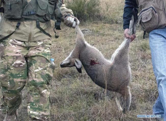 Kangaroos - Hunted 005
