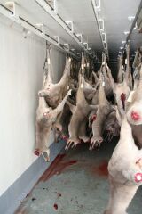 Kangaroos - Killed in trucks and storage 002