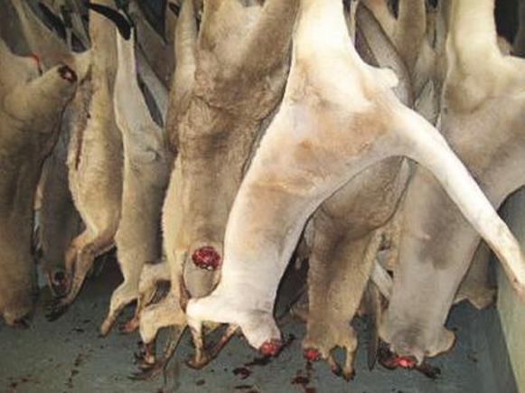 Kangaroos - Killed in trucks and storage 003