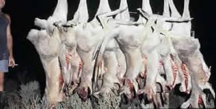 Kangaroos - Killed in trucks and storage 004