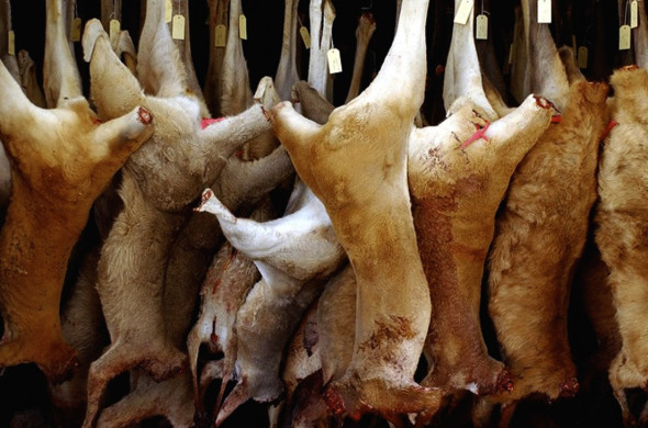 Kangaroos - Killed in trucks and storage 007