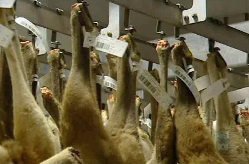 Kangaroos - Killed in trucks and storage 013