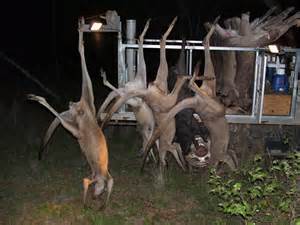 Kangaroos - Killed in trucks and storage 015