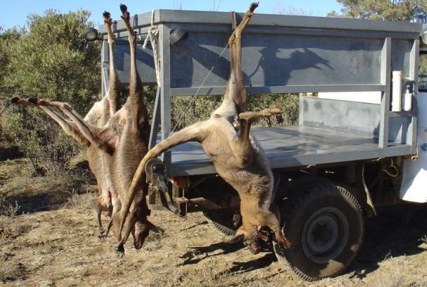 Kangaroos - Killed in trucks and storage 017