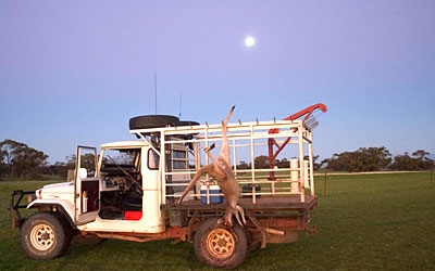 Kangaroos - Killed in trucks and storage 018