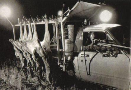 Kangaroos - Killed in trucks and storage 019