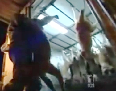 Kangaroos - Killed in trucks and storage 024