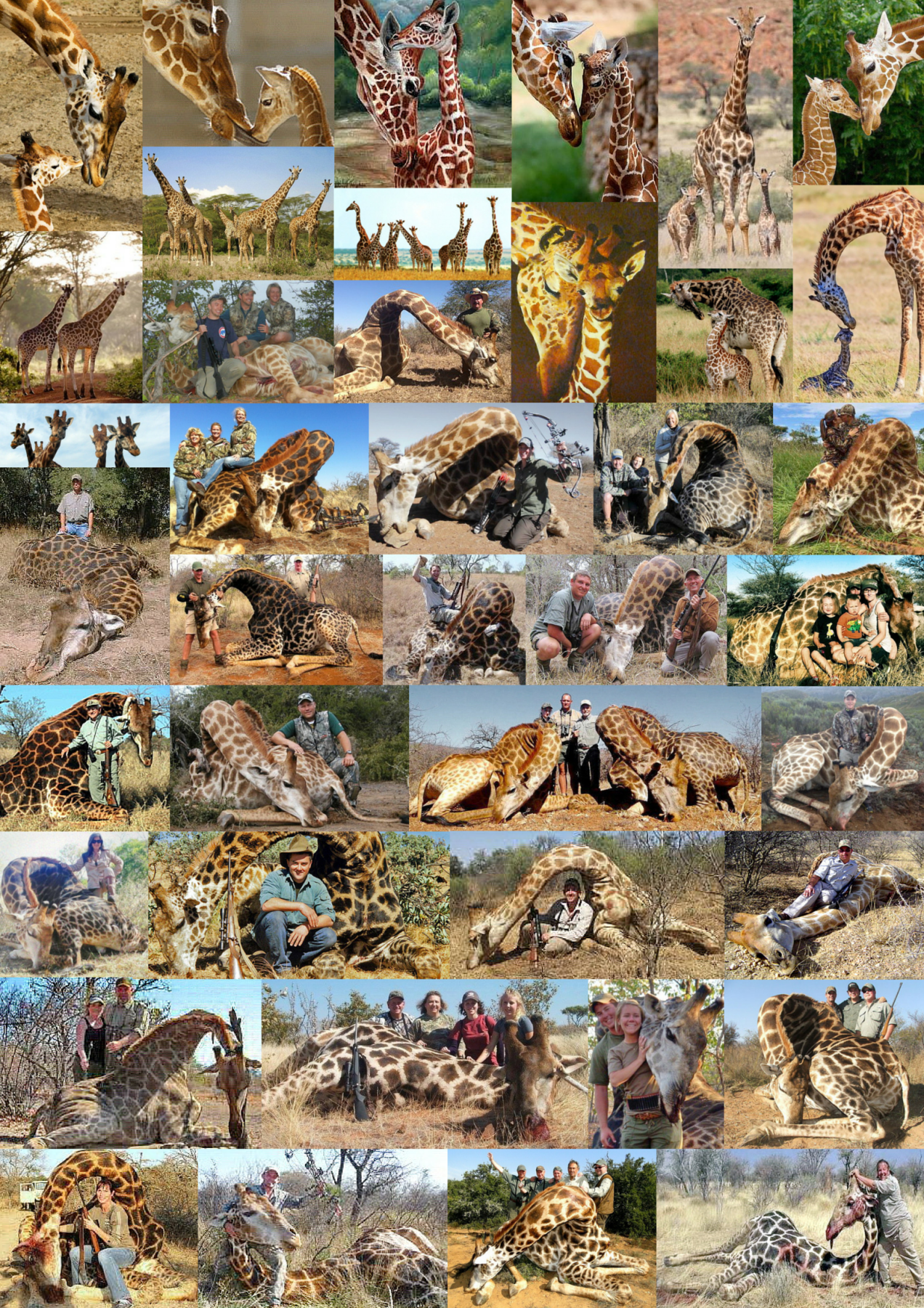 trophy-hunters-comp-giraffes